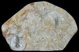Plate Of Jurassic Crinoid (Balanocrinus) Fossils - England #176235-1